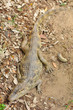 Caiman