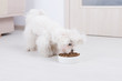 Dog eating dry food