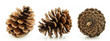 Brown Pine Cone Three Directio...