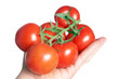 Hand hält Tomaten