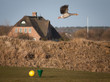 Graugans, Golf und Friesenhaus