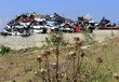 withered plant on the background of car dump