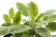 sage isolated on white background