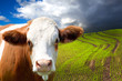 landwirtschaft