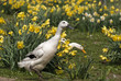 Gänse und Enten auf der Osterglockenwiese