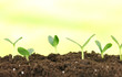 Green seedling growing from soil.on bright background