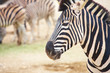 Zebras in zoo