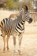 Zebras in zoo