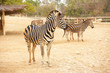 Zebras in zoo