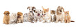 Group of Puppies фтв kitten of different breeds, cat and dog