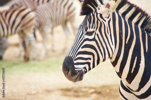 Photo: Zebras in zoo Zebras in zoo
