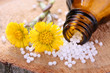 Foto: Globuli mit Blüten von Huflattich (Tussilago farfara) Globuli mit Blüten von Huflattich (Tussilago farfara)