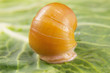 Yellow snail on a leaf of cabbage