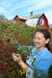 Photo: woman aged near rose bush woman aged near rose bush