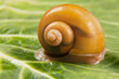 Foto: Yellow snail on a leaf of cabbage Yellow snail on a leaf of cabbage