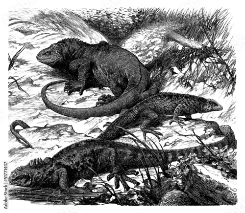 Illustration: Galapagos : Lizards - Zoology Galapagos : Lizards - Zoology