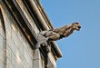 Gargoyle
