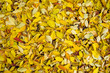 Foto: Herbstlaub Hintergrund/Struktur Herbstlaub Hintergrund/Struktur
