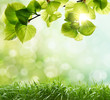 spring background
