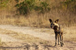 African Wild Dogs