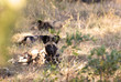African Wild Dogs