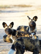 African Wild Dogs