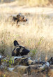 African Wild Dogs