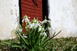Group of snowdrops