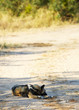 African Wild Dogs