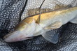 Zander auf Gummifisch, im Kescher