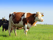 Cows in a field