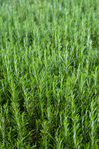 Photo: Rosemary in a greenhouse. Rosemary in a greenhouse.