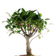 Chinese green bonsai tree