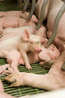 little pigs