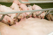 little pigs