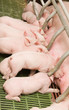 little pigs