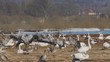 Video: Frühling am Hornborgasee - Schweden Frühling am Hornborgasee - Schweden