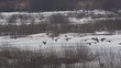 Video: Frühling am Hornborgasee - Schweden Frühling am Hornborgasee - Schweden