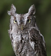 Screech Owl Stare (Megascops asio)
