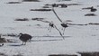 Video: Frühling am Hornborgasee - Schweden Frühling am Hornborgasee - Schweden