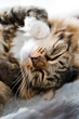 Foto: Grey cat lying on bed Grey cat lying on bed