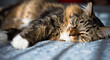 Foto: Grey cat lying on bed Grey cat lying on bed
