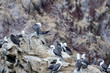 Photo: ballestas islands ballestas islands