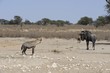 Predator and prey interact at waterhole, Kalahari desert