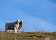 Two sheep standing together