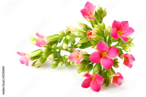 Photo: Rametto con fiori e boccioli di Kalanchoe Rametto con fiori e boccioli di Kalanchoe