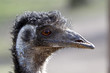 Emu