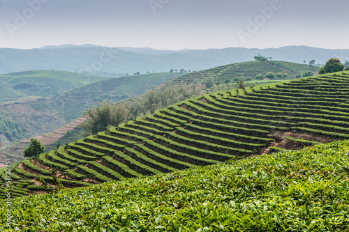Photo: Tea plantations Dadugangxiang Tea plantations Dadugangxiang