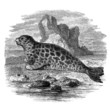 Illustration: Seal - Phoque Marbré Seal - Phoque Marbré