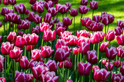 Photo: aiuola con tulipani bicolor aiuola con tulipani bicolor